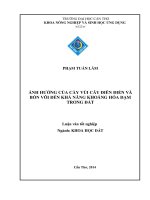 ảnh hưởng của cày vùi cây điên điển và bón vôi đến khả năng khoáng hóa đạm trong đất 