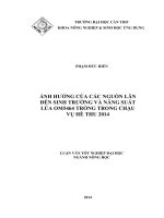 ảnh hưởng của các nguồn lân đến sinh trưởng và năng suất lúa om5464 trồng trong chậu vụ hè thu 2014 
