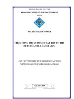 chọn dòng thuần phẩm chất tốt từ thế hệ f5 của thl lúa sỏi x bn3 