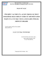 TÌM HIỂU VAI TRÒ CỦA AUXIN TRONG SỰ PHÁT SINH HÌNH THÁI CHỒI IN VITRO TỪ MÔ PHÂN SINH NGỌN CỦA CÂY ĐẬU VIGNA ANGULARIS (WILLD.) OHWI ET OHASHI