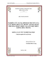 Nghiên cứu sự đa hình di truyền của các dòng hoa cúc được tạo ra bằng phương pháp chiếu xạ gây đột biến giống đoá trắng 
