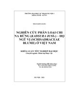 Nghiên cứu phân loại chi na rừng (kadsura juss )   họ ngũ vị (schisadraceae blume) ở việt nam 