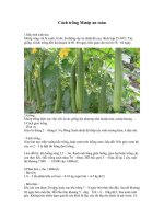 Cách trồng cây mướp an toàn