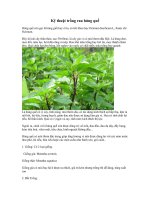 Kỹ thuật trồng rau húng quế