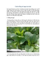 Kỹ thuật trồng rau cải ngọt an toàn