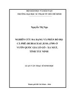 nghiên cứu đa dạng và phân bố họ cà phê (rubiaceae juss  1789) ở vườn quốc gia lò gò   xa mát, tỉnh tây ninh 