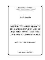 nghiên cứu ảnh hưởng của tia gamma (co60) đến một số đặc điểm nông – sinh học của một số giống lúa nếp 