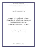 nghiên cứu thiết lập tế bào tiền thân nội mô từ máu cuống rốn người biểu hiện gen gfp (green fluorescent protein) 