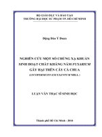 nghiên cứu một số chủng xạ khuẩn sinh hoạt chất kháng nấm fusarium gây hại trên cây cà chua (lycopersicon esculentum mill ) 