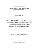 bước đầu nghiên cứu chuyển gen ipt (isopentenyl transferase) vào mô sẹo sâm ngọc linh (panax vietnamensis ha et grushv ) 