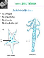 Bài giảng sinh lý động vật  chương 8   sinh lý thần kinh