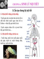 Bài giảng sinh lý động vật  chương 6   sinh lý nội tiết