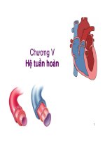 Bài giảng sinh học động vật   chương 5 2  hệ tuần hoàn