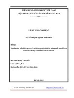 Nghiên cứu biểu hiện gen cry2 mã hóa protein diệt ấu trùng ruồi nhà muscadomestica trong vi khuẩn escherichia coli