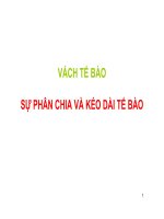 VÁCH tế bào sự PHÂN CHIA và kéo dài tế bào