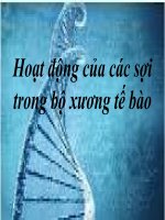 Hoạt động của các sợi trong bộ xương tế bào 