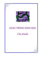 Giáo trình sinh học  cầu khuẩn