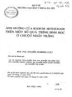 Ảnh hưởng của sodium artesunate trên một số quá trình sinh học ở chuột trắng