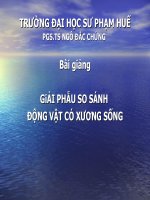 Bài giảng giải phẫu so sánh động vật có xương sống   PGS TS  ngô đắc chứng