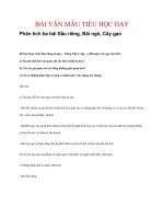 BÀI văn mẫu TIỂU học HAY   phân tích ba bài sầu riêng, bãi ngô, cây gạo 