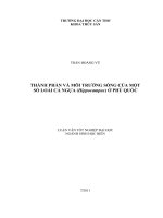 Thành phần và môi trường sống của một số loài cá ngựa (hippocampus) ở phú quốc