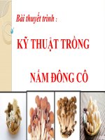 Bài thuyết trình kỹ thuật trồng nấm đông cô