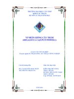 Vi nhân giống cây tràm (melaleuca cajuputi powell)