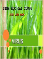 TIỂU LUẬN  virus