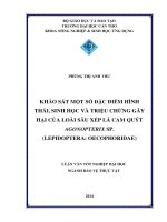 khảo sát một số đặc điểm hình thái, sinh học và triệu chứng gây hại của loài sâu xếp lá cam quýt agonopterix sp. (lepidoptera: oecophoridae)