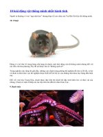 10 loài động vật thông minh nhất hành tinh