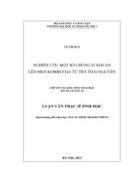 Nghiên cứu một số chủng vi khuẩn lên men kombucha từ trà thái nguyên (LV01023)