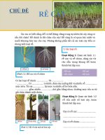 GIÁO ÁN CHỦ ĐỀ  CHỦ ĐỀ RỄ CÂY