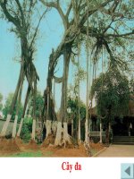 Từ ngữ về quê hương. Câu Ai làm gì