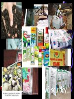 ảnh hưởng của thuốc hóa học đến đời sống con người