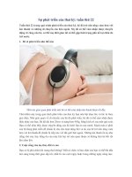 Sự phát triển của thai kỳ: tuần thứ 22