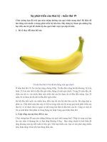 Sự phát triển của thai kỳ: tuần thứ 19