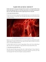 Sự phát triển của thai kỳ: tuần thứ 25