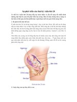 Sự phát triển của thai kỳ: tuần thứ 28