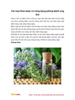 Các loại thảo dược có công dụng phòng bệnh ung thư