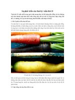 Sự phát triển của thai kỳ: tuần thứ 21