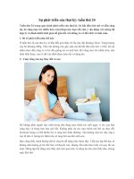 Sự phát triển của thai kỳ: tuần thứ 24