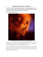 Sự phát triển của thai kỳ: tuần thứ 23