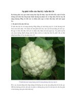 Sự phát triển của thai kỳ: tuần thứ 26