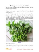 Tác dụng của rau muống với sức khoẻ