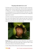 Công dụng chữa bệnh từ cây óc chó