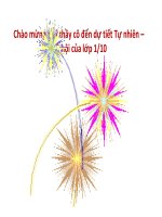 Giáo án tự nhiên xã hội bài con muỗi 