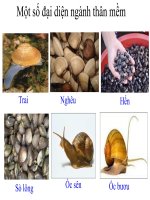 Dạy học tích hợp Bài 21 Đặc điểm chung và vai trò của thân mềm