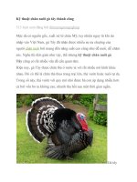 Kỹ thuật chăn nuôi gà tây thành công 