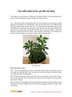 Cây mẫu kinh trị ho, gai đôi cột sống