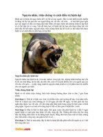 Nguyên nhân, triệu chứng và cách điều trị bệnh dại